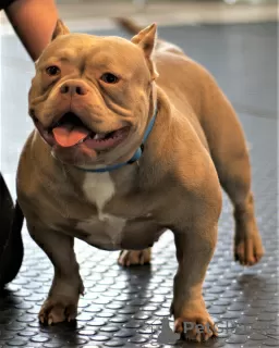 Photo №1. american bully - à vendre en ville de Riga | 3000€ | Annonce №22202