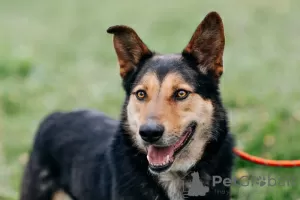 Photo №1. chien bâtard - à vendre en ville de Москва | Gratuit | Annonce №75953