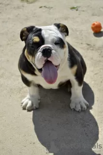 Photos supplémentaires: Chiots bouledogues anglais