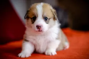 Photo №3. Pembroke Welsh Corgi fille rouge vif blanc. Ukraine