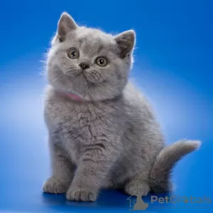 Photo №1. british shorthair - à vendre en ville de Bruxelles | négocié | Annonce № 129825