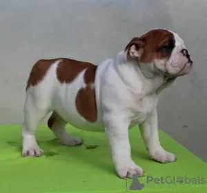 Photo №3. Chiots BULLDOG ANGLAIS. Serbie