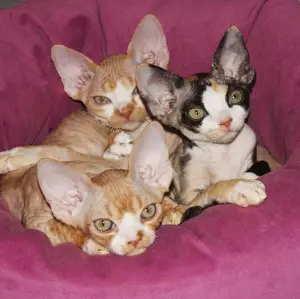 Photo №4. Je vais vendre devon rex en ville de Moscou. annonce privée - prix - 284€