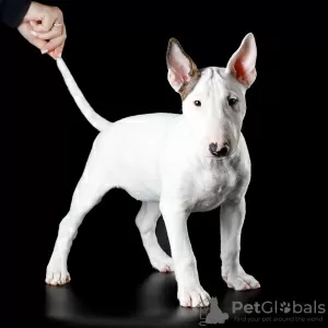 Photo №1. bull terrier - à vendre en ville de Ufa | 924€ | Annonce №34492