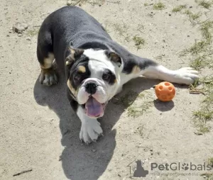 Photos supplémentaires: Chiots bouledogues anglais