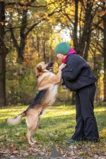 Photo №2 de l'annonce № 98613 de la vente chien bâtard - acheter à Fédération de Russie annonce privée