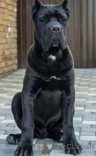 Photos supplémentaires: Cane Corso