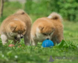 Photo №4. Je vais vendre akita (chien) en ville de Minsk.  - prix - négocié