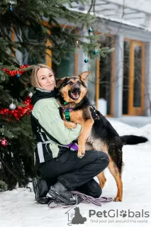 Photo №2 de l'annonce № 130500 de la vente chien bâtard - acheter à Fédération de Russie de l'abri