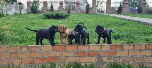 Photos supplémentaires: Mastiff sud-africain - Boerboel