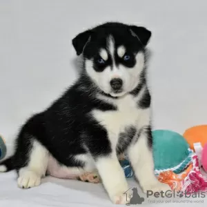 Photo №1. husky de sibérie - à vendre en ville de Даллас | 473€ | Annonce №45615