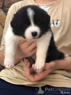 Photos supplémentaires: Chiots border collie, le chien le plus intelligent du monde