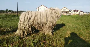 Photos supplémentaires: Komondor