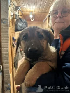 Photos supplémentaires: Les petits chiots se retrouvent sans foyer et recherchent des parents ! SOS!