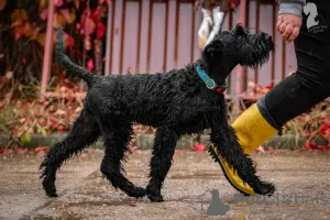 Photo №2 de l'annonce № 121750 de la vente schnauzer géant - acheter à Biélorussie de la fourrière