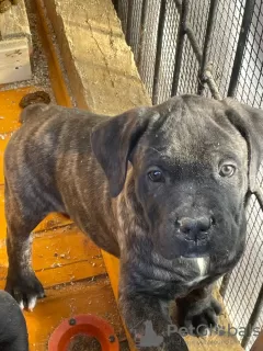 Photo №1. cane corso - à vendre en ville de Бильгя | 568€ | Annonce №91598