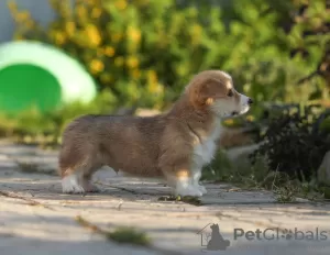 Photo №4. Je vais vendre welsh corgi en ville de Cherepovets. éleveur - prix - 2000€