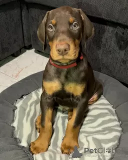 Photo №1. dobermann - à vendre en ville de Copenhague | 460€ | Annonce №83353