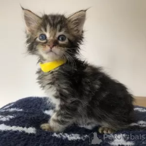 Photo №1. maine coon - à vendre en ville de Gembloux | négocié | Annonce № 128823