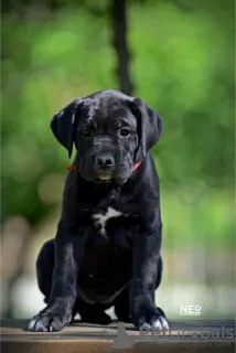 Photos supplémentaires: Chiots Cane Corso