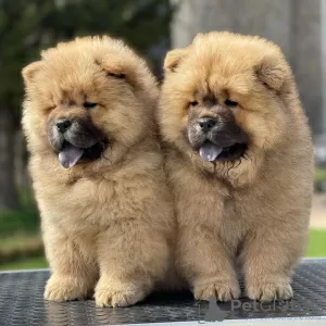 Photo №1. chow-chow - à vendre en ville de Амстердам | 250€ | Annonce №44025