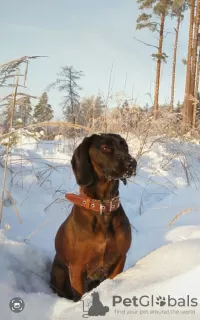 Photo №1. chien de recherche au sang de la montagne bavaroise - à vendre en ville de Jelgava | 500€ | Annonce №71001