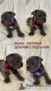 Photo №4. Je vais vendre bouledogue en ville de Tchekhov. annonce privée - prix - 1232€