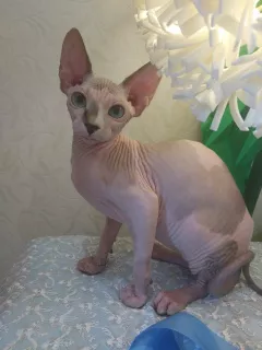 Photo №1. sphynx - à vendre en ville de Москва | 237€ | Annonce № 6029