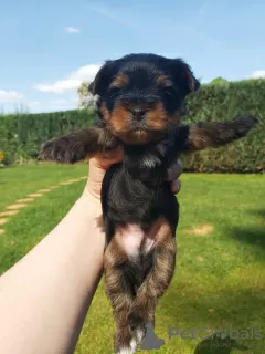 Photos supplémentaires: Yorkshire Terrier