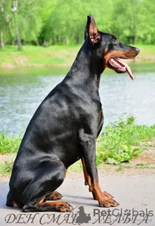 Photo №3. Chiots Dobermann - Dan Smile Helgi et Adal Eskae Vangard, nés le 25.08.2020.. Fédération de Russie