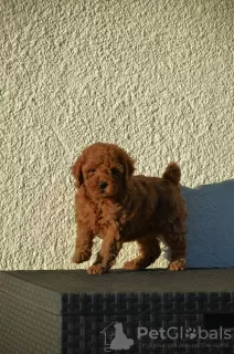 Photos supplémentaires: Mini Caniche, coloris rouge et abricot