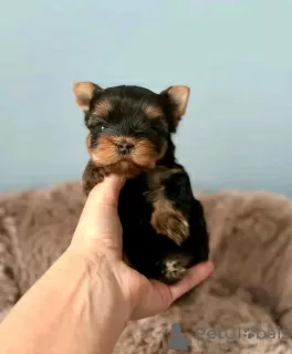 Photo №1. yorkshire terrier - à vendre en ville de Barcelone | 213€ | Annonce №129007