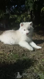 Photo №2 de l'annonce № 46052 de la vente husky de sibérie - acheter à Biélorussie éleveur