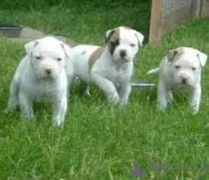 Photo №3. Chiots schnauzer nain, petit chien. Fédération de Russie