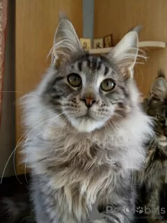 Photo №2 de l'annonce № 9946 de la vente maine coon - acheter à Fédération de Russie de la fourrière