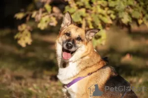 Photo №2 de l'annonce № 105706 de la vente chien bâtard - acheter à Fédération de Russie de l'abri