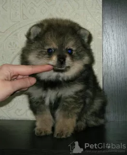 Photos supplémentaires: Spitz de Poméranie, chiots sable !