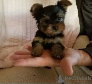 Photo №1. yorkshire terrier - à vendre en ville de Charlotte | 379€ | Annonce №76497