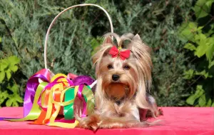 Photo №1. yorkshire terrier - à vendre en ville de Saratov | Négocié | Annonce №3073