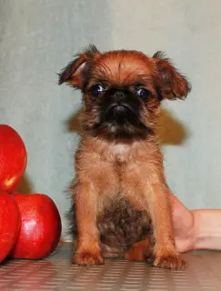 Photos supplémentaires: Les chiots Griffon et Petit-Brabancon de couleur rouge attendent les meilleurs