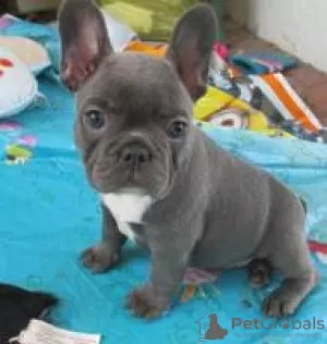 Photo №1. bouledogue - à vendre en ville de Vilnius | négocié | Annonce №91612