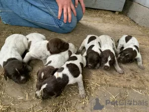 Photos supplémentaires: Chiots Drathaar