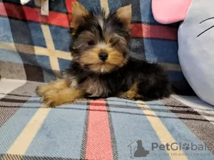 Photo №1. yorkshire terrier - à vendre en ville de Гамбург | négocié | Annonce №97740