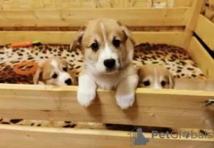 Photo №1. welsh corgi - à vendre en ville de Канаш | 334€ | Annonce №8300