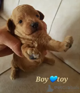 Photo №2 de l'annonce № 17601 de la vente caniche (jouet) - acheter à Fédération de Russie annonce privée