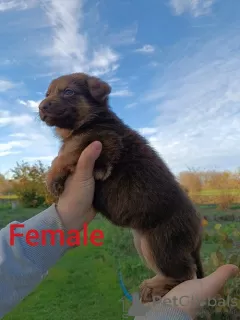 Photos supplémentaires: Foie des chiots berger allemand