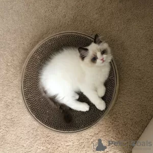 Photo №1. ragdoll - à vendre en ville de Ahmadi | Gratuit | Annonce № 9949