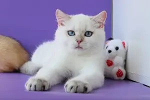 Photo №4. Je vais vendre british shorthair en ville de Kiev. de la fourrière, éleveur - prix - 850€