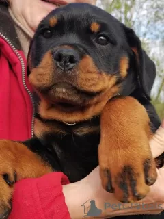 Photo №3. Les chiots Rottweiler veulent rencontrer leurs nouveaux propriétaires. La Lettonie