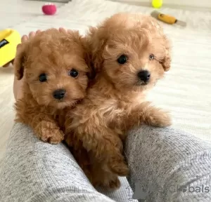 Photo №1. caniche (jouet) - à vendre en ville de Vilnius | négocié | Annonce №128627